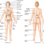 The Language of Anatomy: anatomical position and directional terms