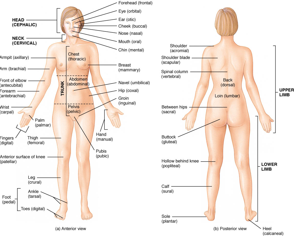 Human Body Anatomy Landmarks Anterior Ventral View And Posterior Dorsal View Www Anatomynote Com Human Body Anatomy Body Anatomy Human Anatomy