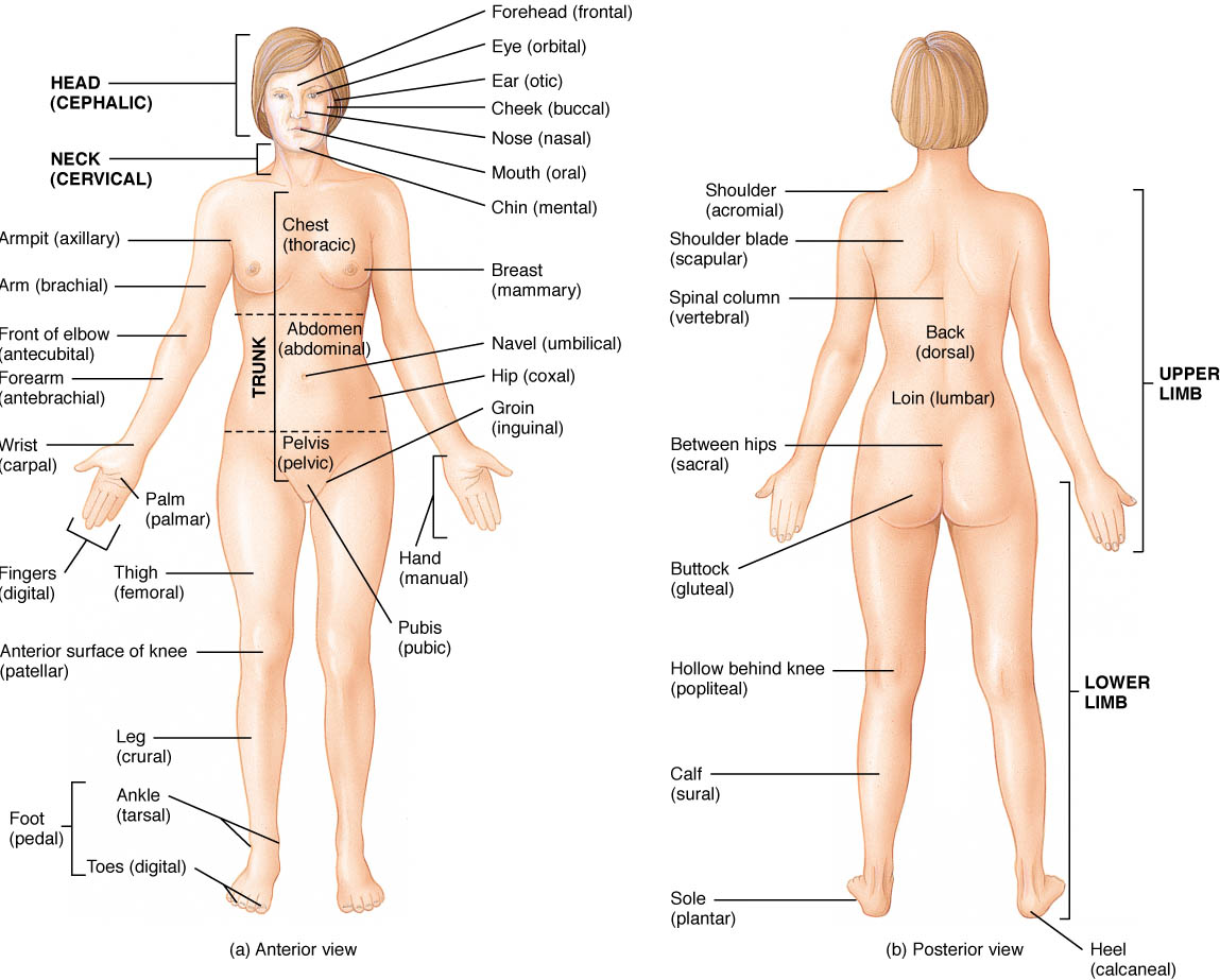 anatomical position directional terms worksheet