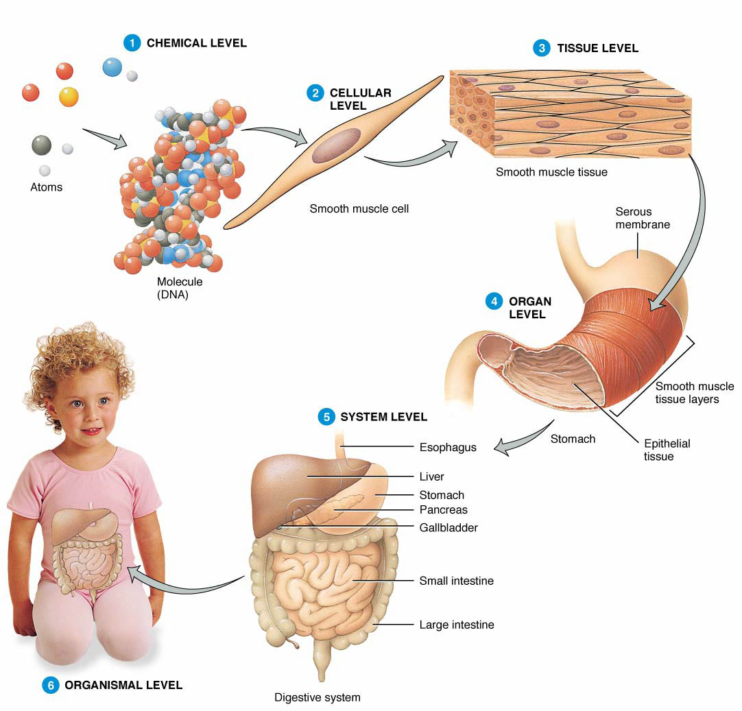 A P Levels Of Structural Organization Anatomy Physiology