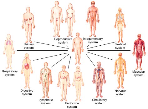 Image result for physiology all systems