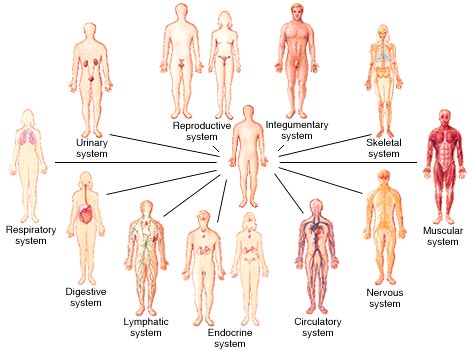 11 organ systems