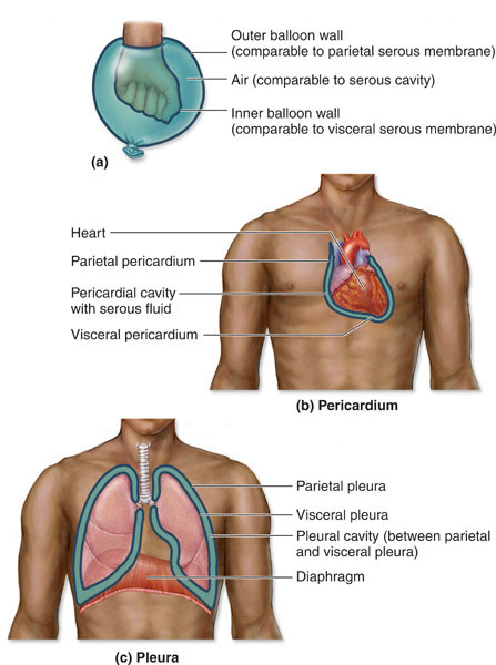 Body Cavities And Membranes Anatomy Physiology