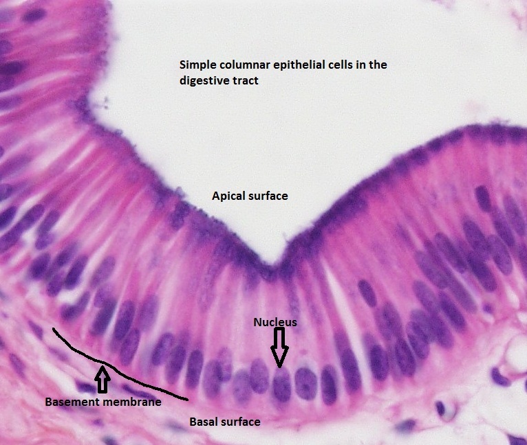 Simple Columnar Epithelium Cells 