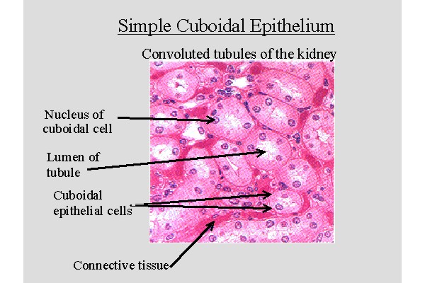 Epithelial Tissue Anatomy Physiology