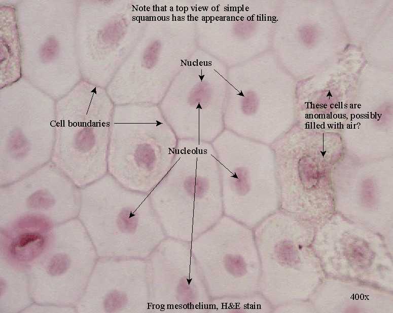 Epithelial Tissue Anatomy & Physiology