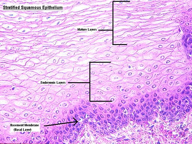 Epithelial Tissue Anatomy And Physiology