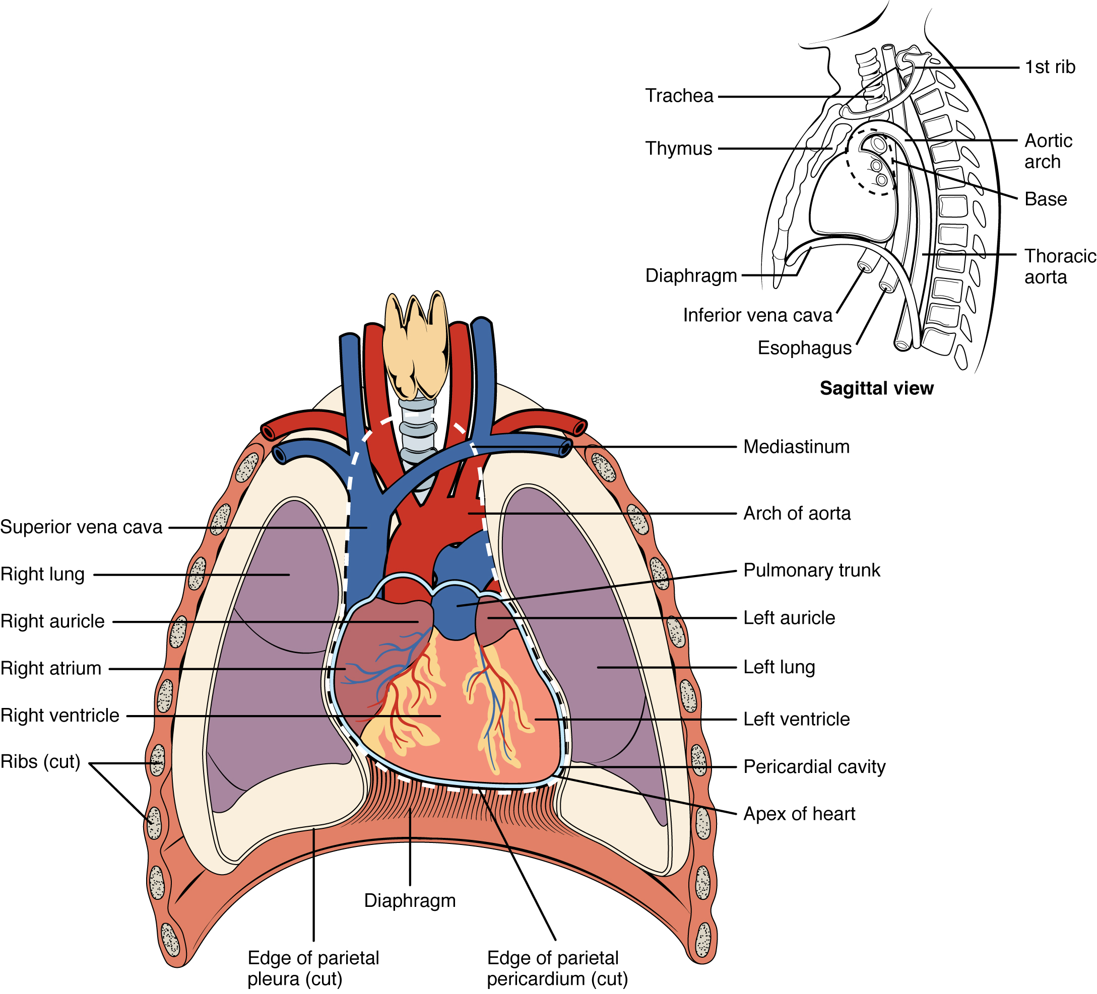 What Is Another Name For The Mediastinum