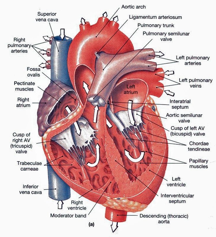 Heart Anatomy chambers, valves and vessels Anatomy & Physiology