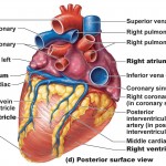 Heart Anatomy: chambers, valves and vessels