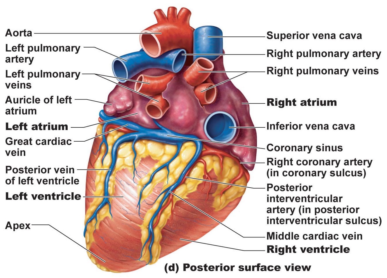 heart anatomy: chambers, valves and vessels : anatomy & physiology