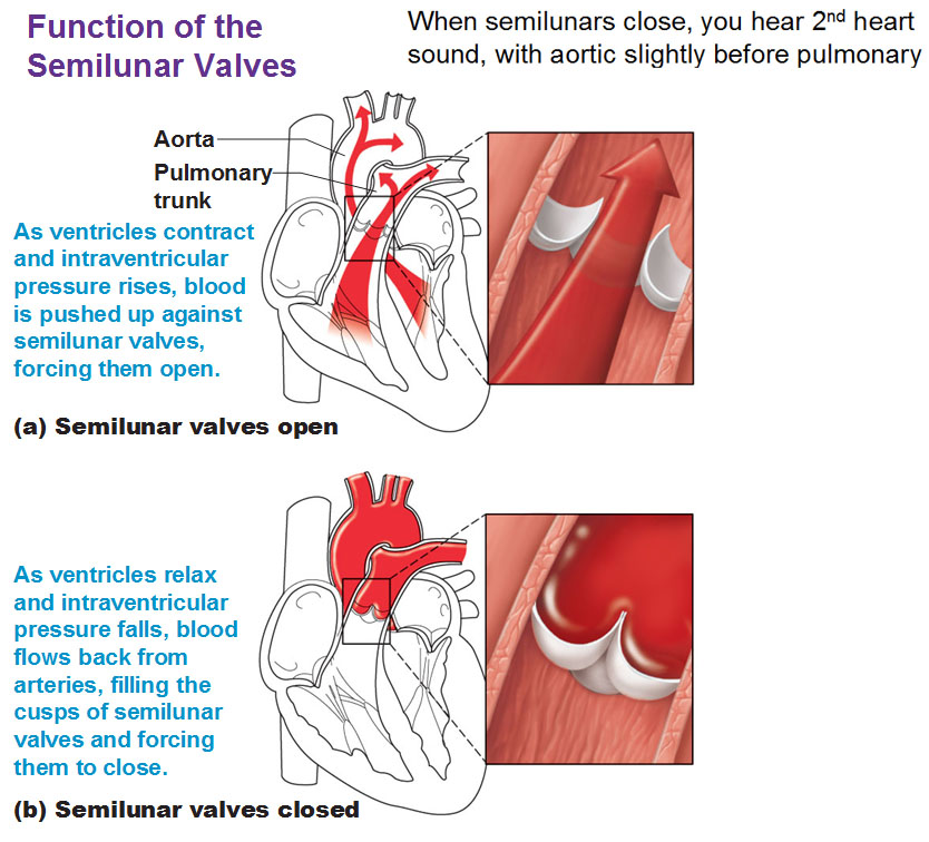 Image the function of semilunar (SL) valves Heart anatomy, Heart