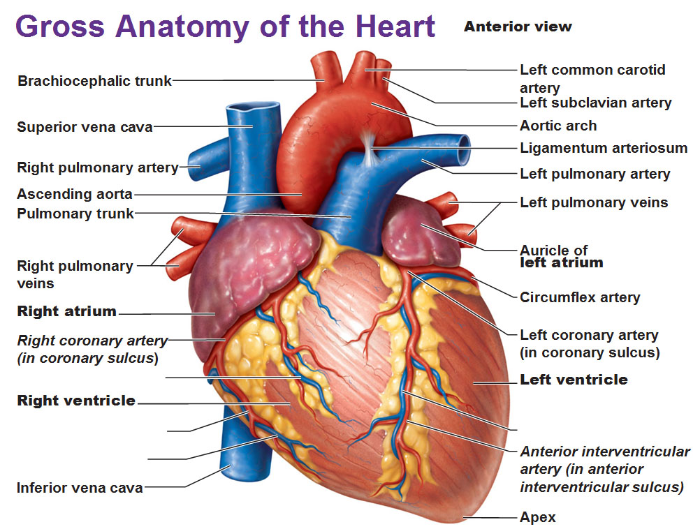 www human heart structure com