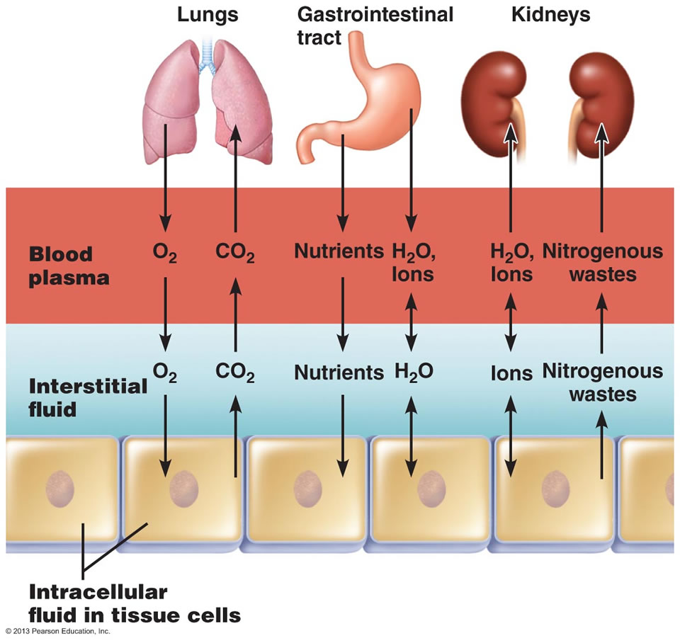 Where is potassium found in the human body?