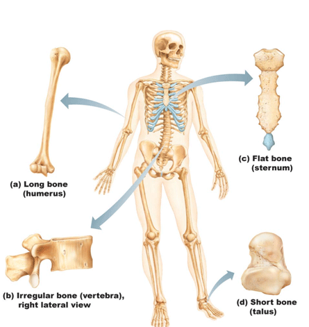 How many rib bones are in an adult human?