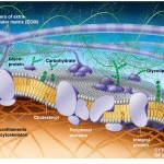 The Plasma Membrane: Structure