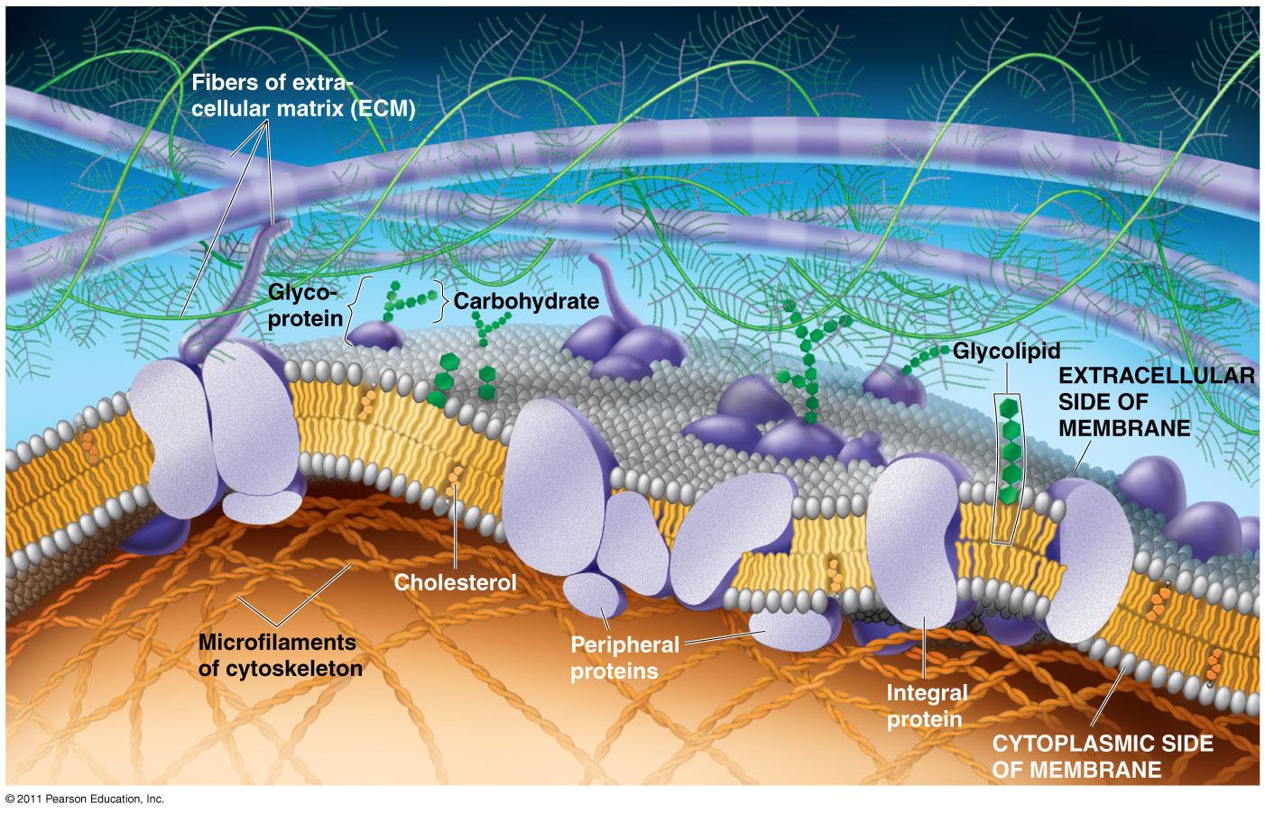 2-6-membrane-proteins-biology-libretexts