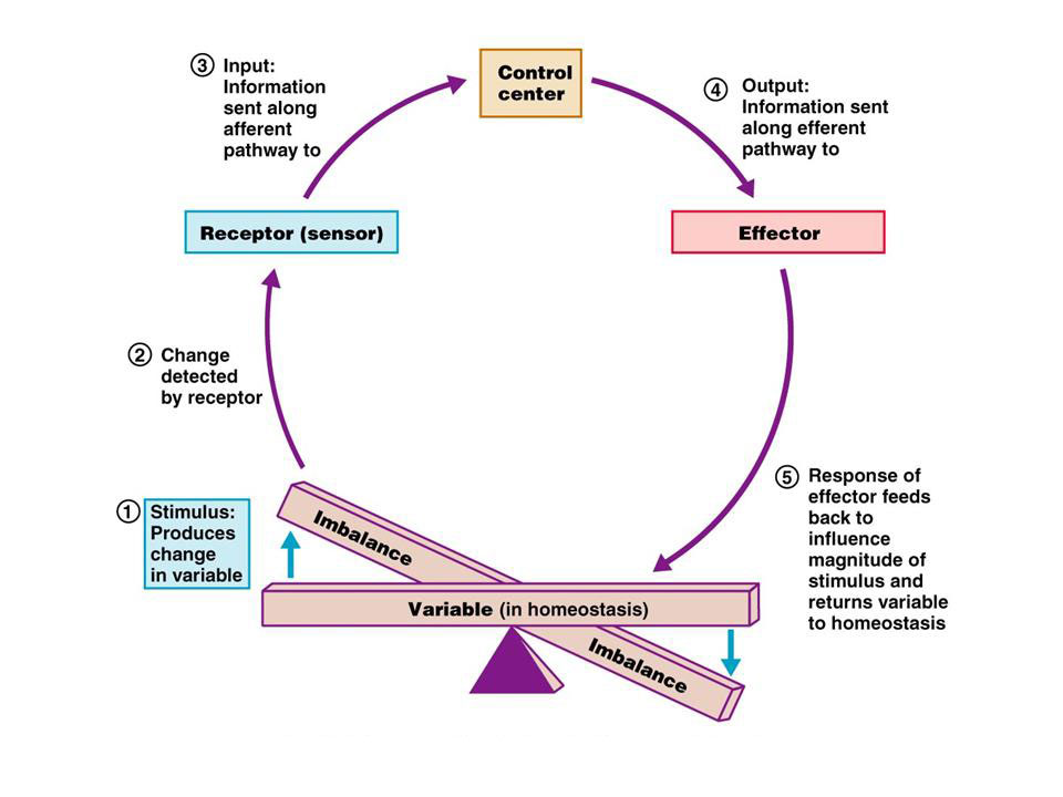 negative feedback examples of mechanism for students