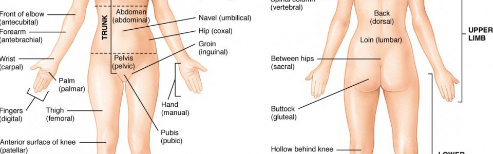 anatomical position and directional terms
