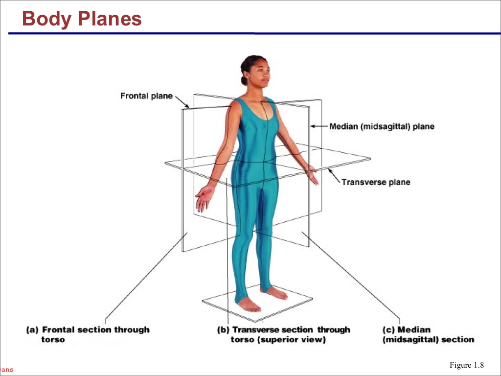 planes and sections of the human body