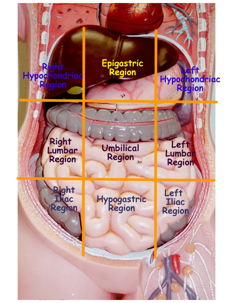 human-abdomen-regions