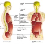 Body cavities and membranes