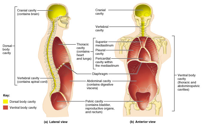 Body Cavities And Membranes Anatomy Physiology