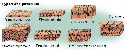 Epithelial Tissue : Anatomy & Physiology