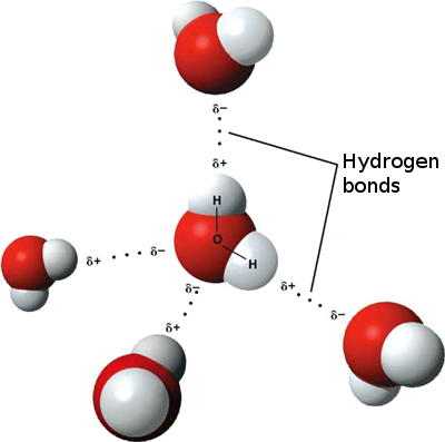 hydrogen bonds in water