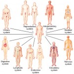 Human Body Organ Systems: An Orientation