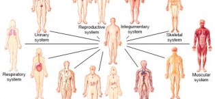 11 organ systems