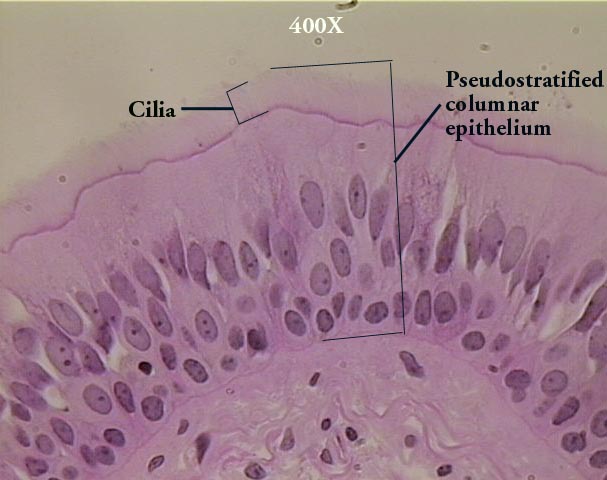 Epithelial Tissue Anatomy Physiology