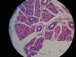 epithelial epithelium stratified cuboidal epiteliale squamous gland mammary tissues biopills