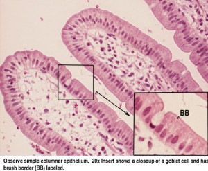 Glandular Epithelium : Anatomy & Physiology