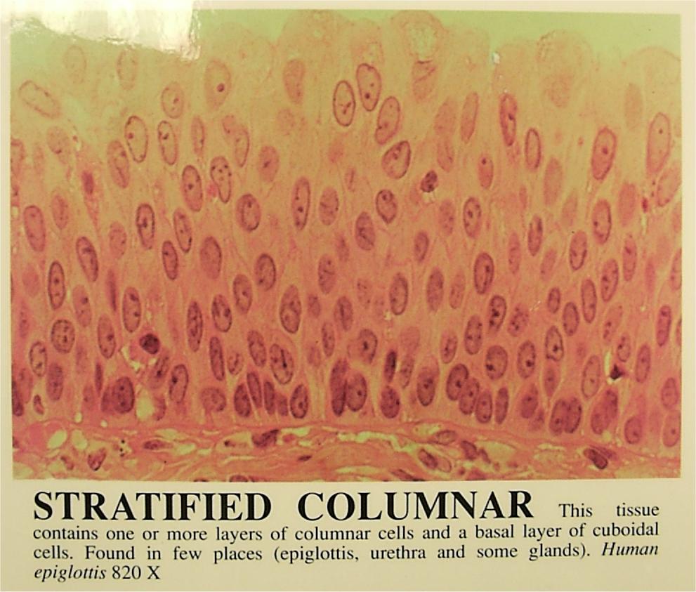 stratified_columnar_epithelium