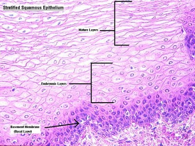 Epithelial Tissue : Anatomy & Physiology