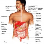 Digestive System Overview