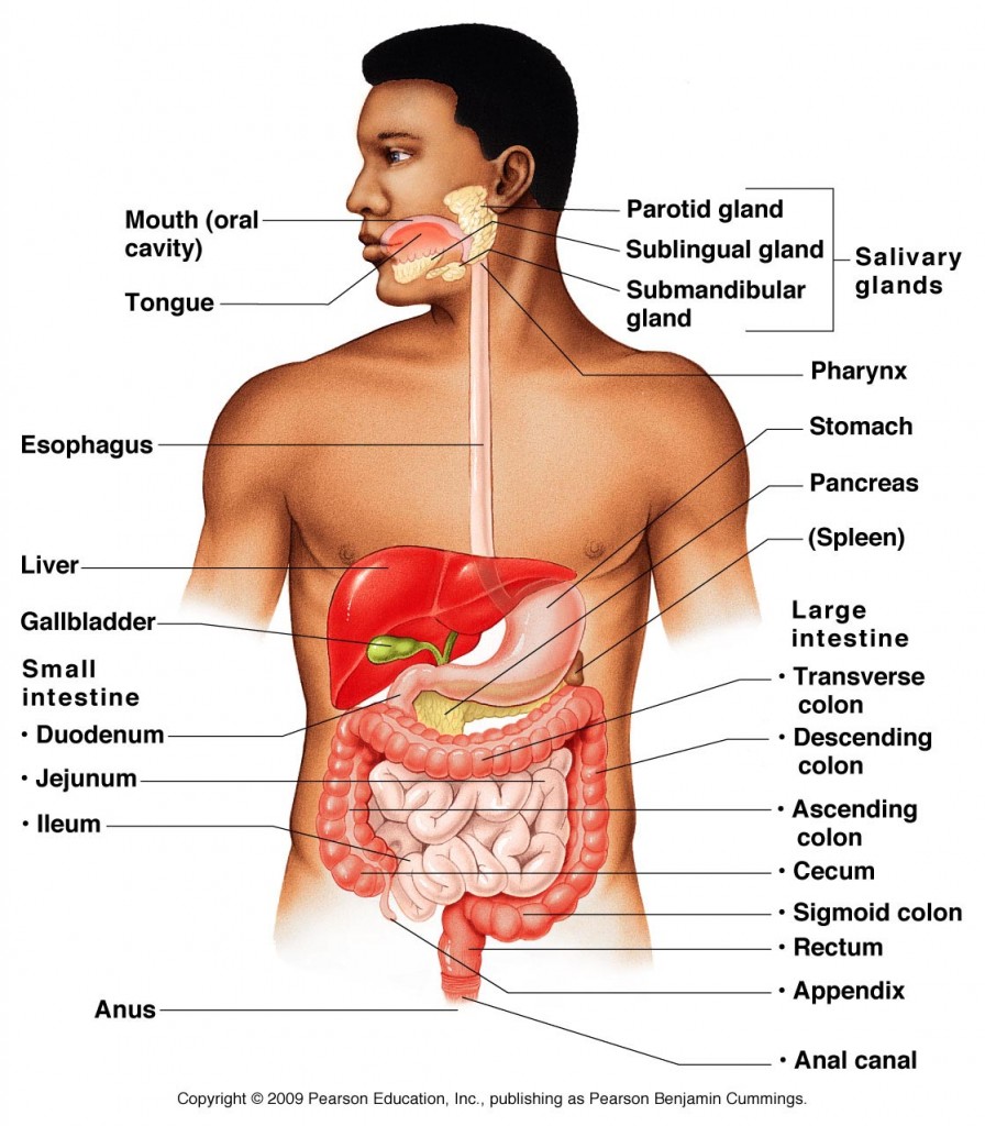 digestive-system-overview-anatomy-physiology