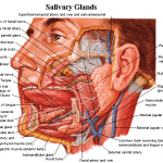 The Salivary Glands