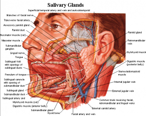 The Salivary Glands : Anatomy & Physiology