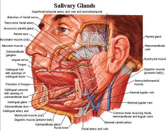 the salivary glands and digestive system