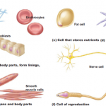 Cell Theory: The Cellular Basis of Life