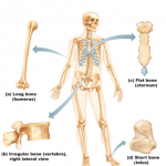 Function and Classification of Bones