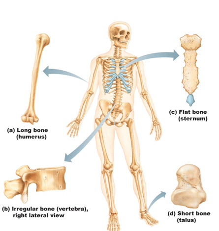 Bone Chart With Names