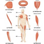 Muscle Mechanics: Fascicle Arrangement